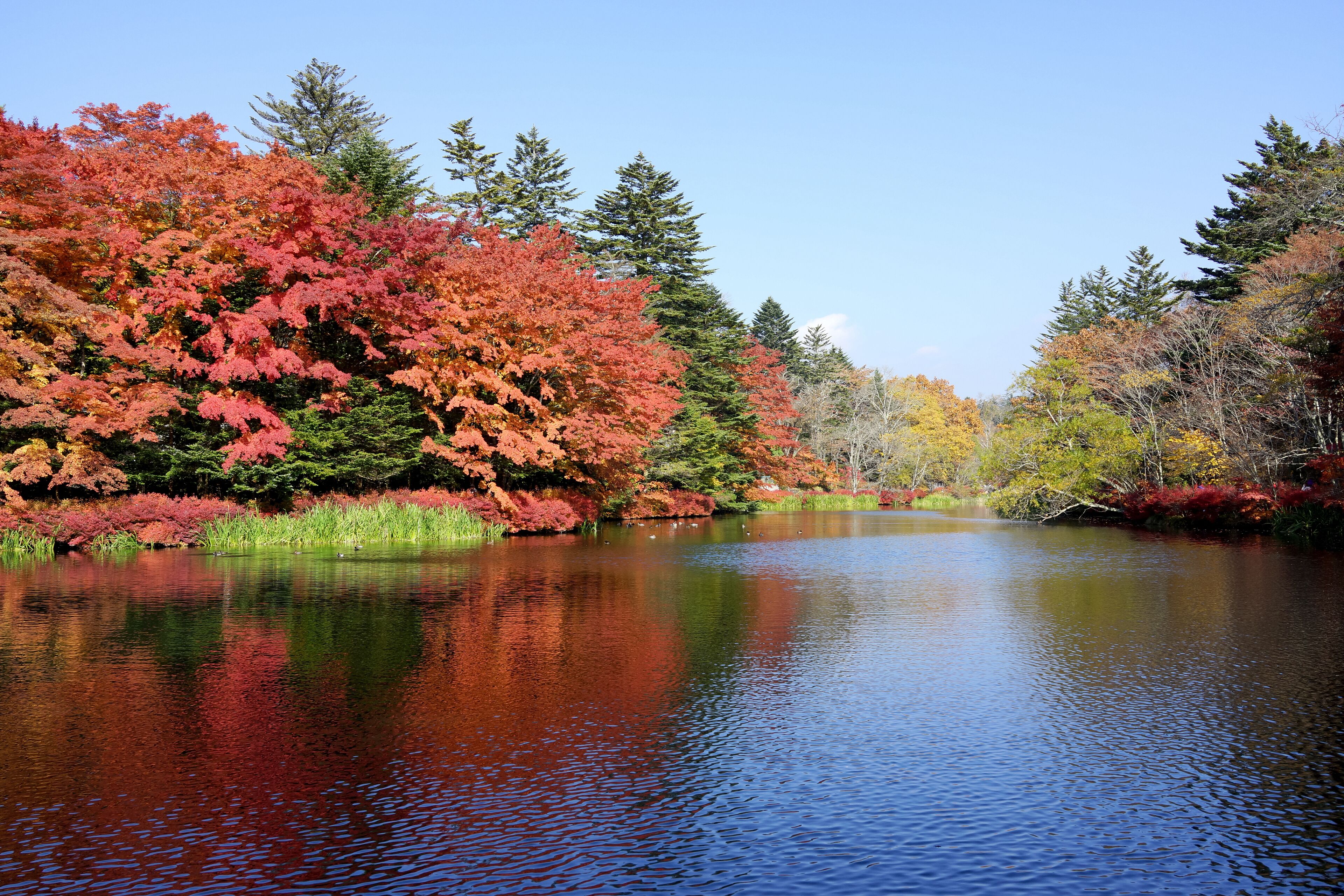 Autumn color of pond, Karuizawa, Nagano, Japan