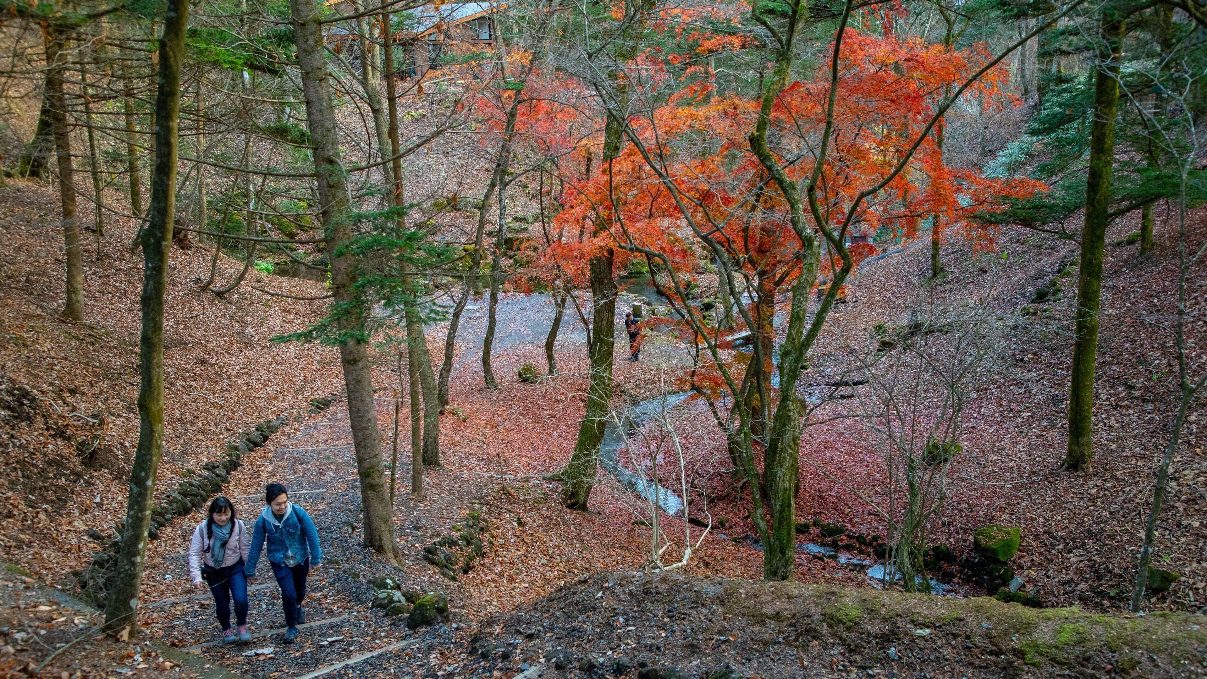 Karuizawa featuring a park, hiking or walking and fall colors