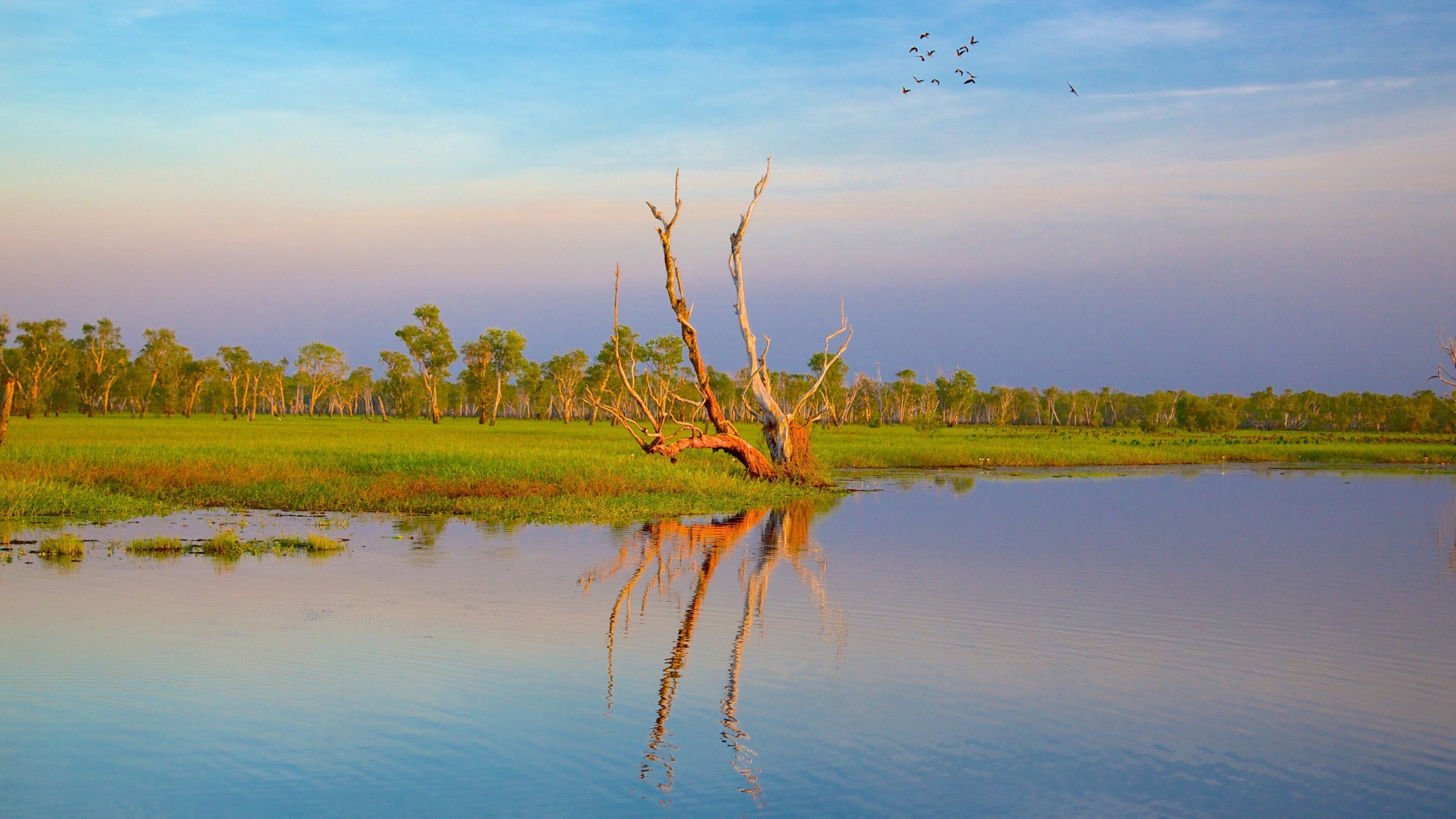 A calm water body with a dead tree reflecting in the water, surrounded by green grass and trees.