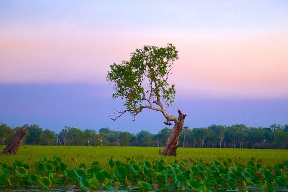 Un árbol solitario en un pantano, con flores de loto en primer plano.
