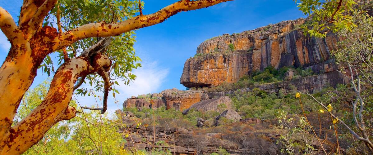 A rocky cliff with a tree in the foreground.