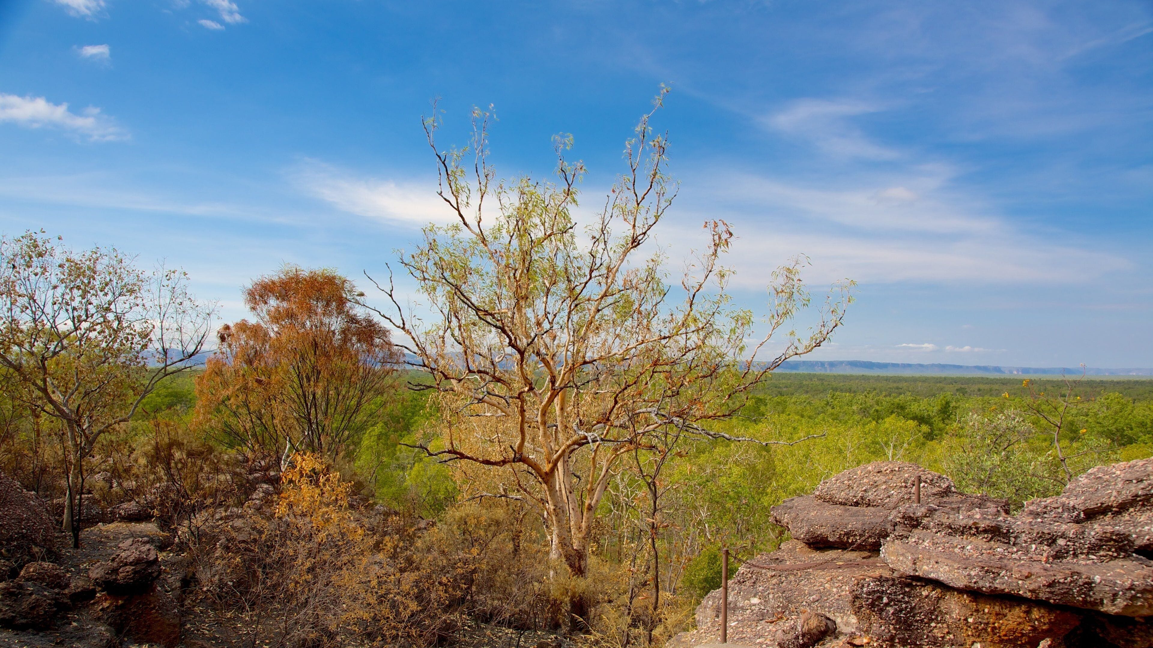 A landscape with a prominent tree in the foreground, rocky outcrops, and a distant view of green hills under a clear sky.