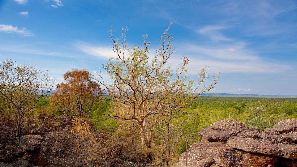 A landscape with a prominent tree in the foreground, rocky outcrops, and a distant view of green hills under a clear sky.