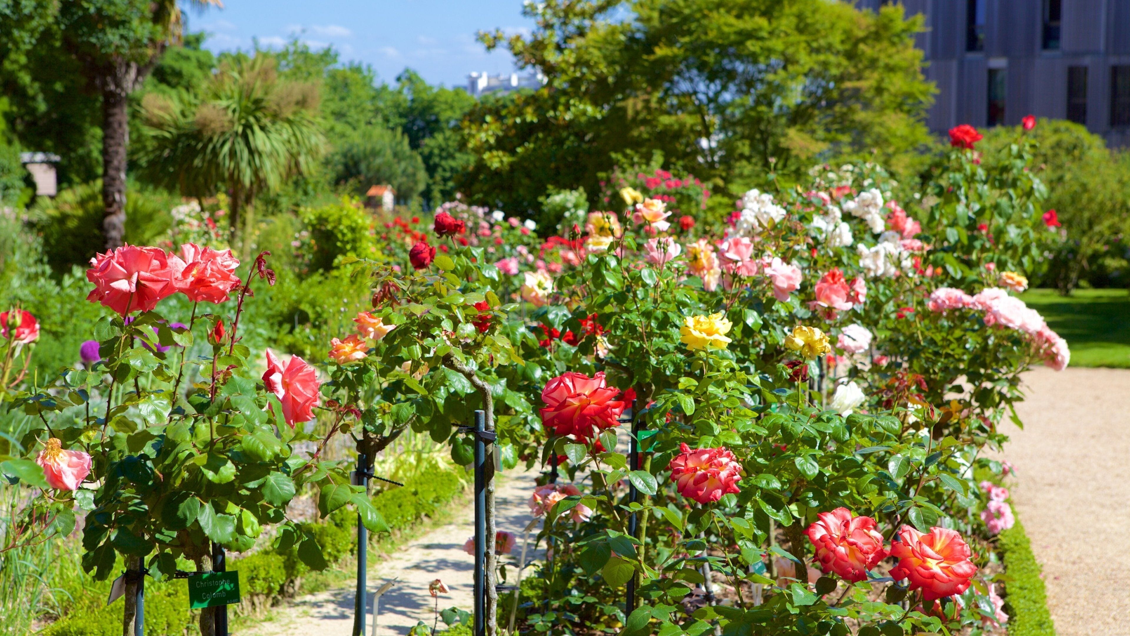 Thabor Botanic Gardens showing flowers and a park