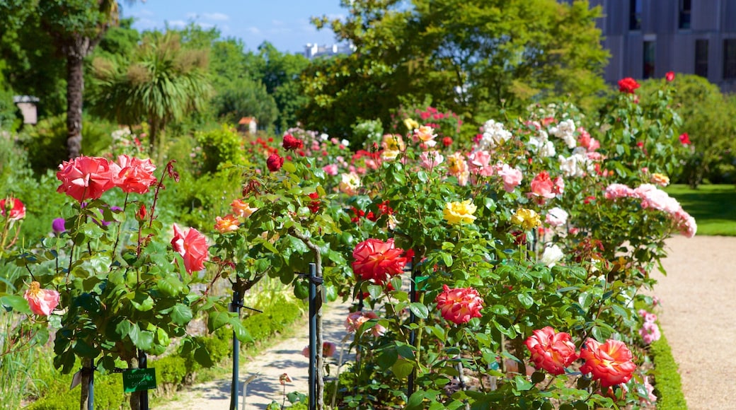 Thabor Botanic Gardens showing flowers and a park