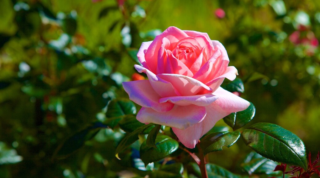 Thabor botaniske hage fasiliteter samt blomster