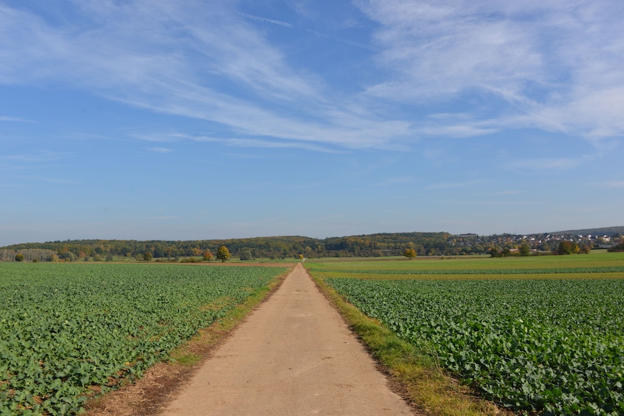 Ländliche Landschaft mit einem Feldweg, der durch Felder mit grünem Pflanzenbestand führt, unter einem klaren, blauen Himmel.