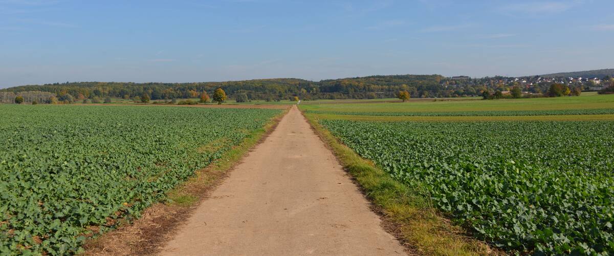 A rural landscape with a dirt path leading through fields of green crops, under a clear blue sky.