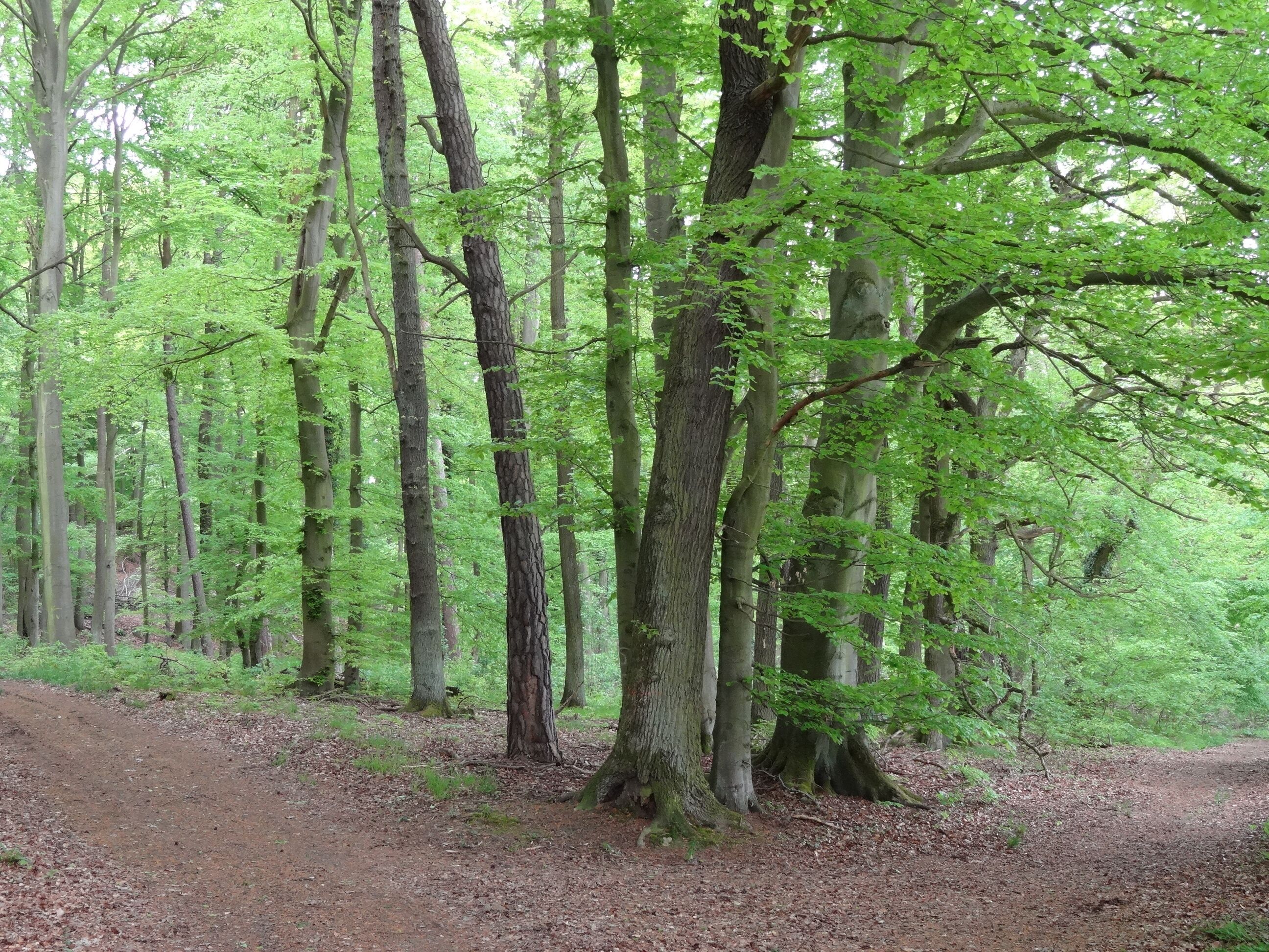 Naturschutzgebiet Wehrholz