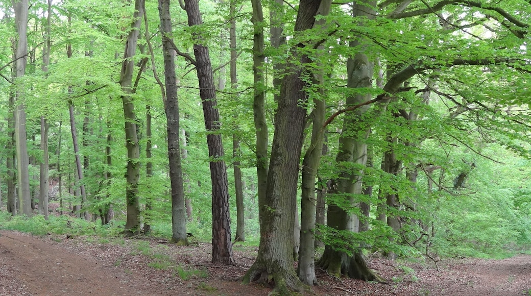 Naturschutzgebiet Wehrholz