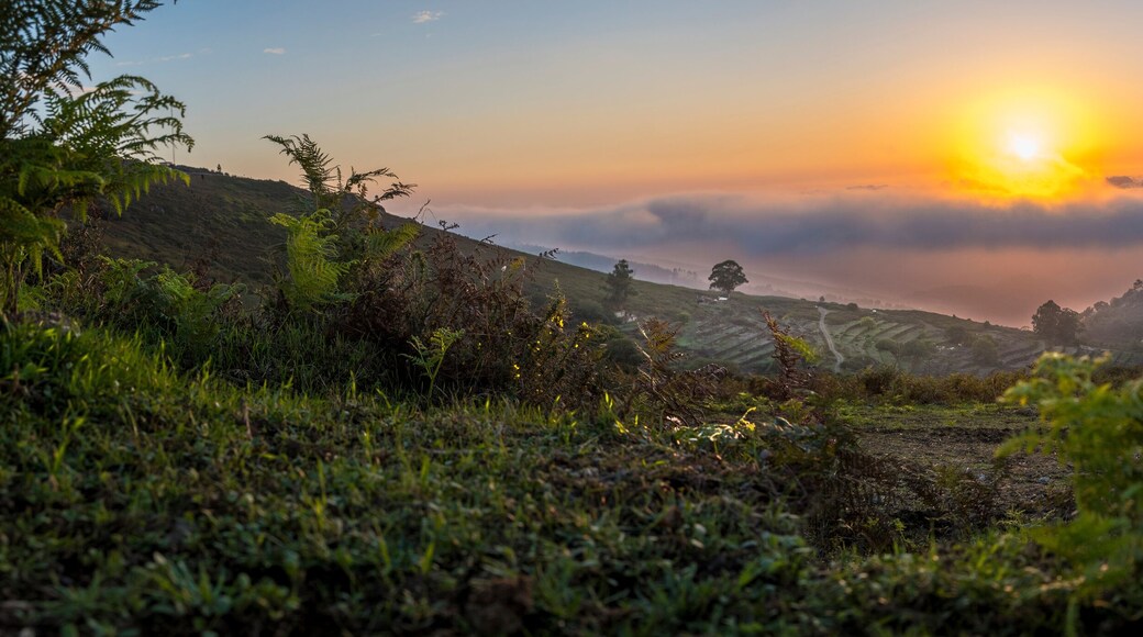 Nature and landscape at mount Foia in Monchique, Algarve province, Portugal.
