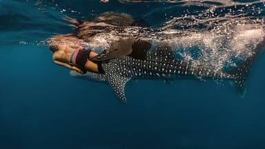 assive whaleshark. Whaleshark watching is a famous tourist attraction in Pintuyan, Southern Leyte, Philippines.