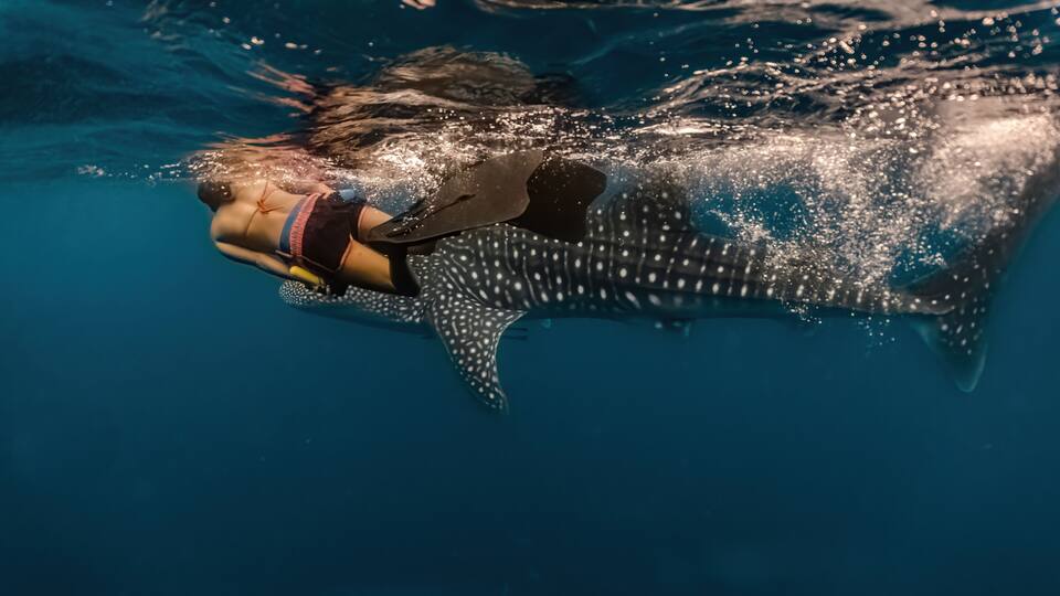 A diver swimming with a whale shark.