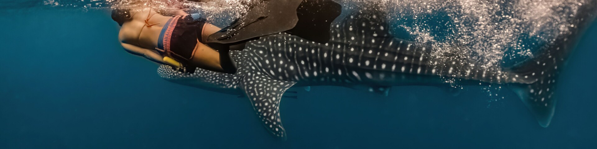 assive whaleshark. Whaleshark watching is a famous tourist attraction in Pintuyan, Southern Leyte, Philippines.