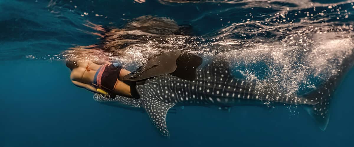 A diver swimming with a whale shark.