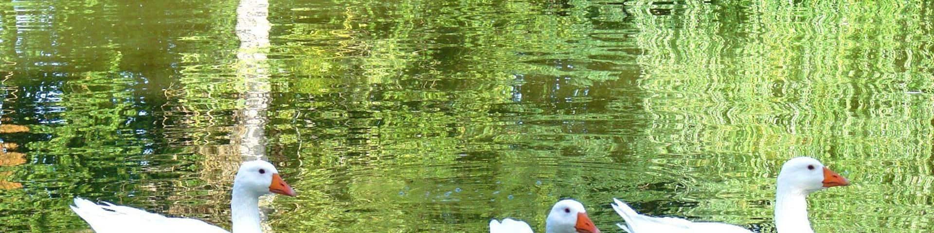 Le parc du Chalet Montegut à Coulandon www.hotellechalet.com/