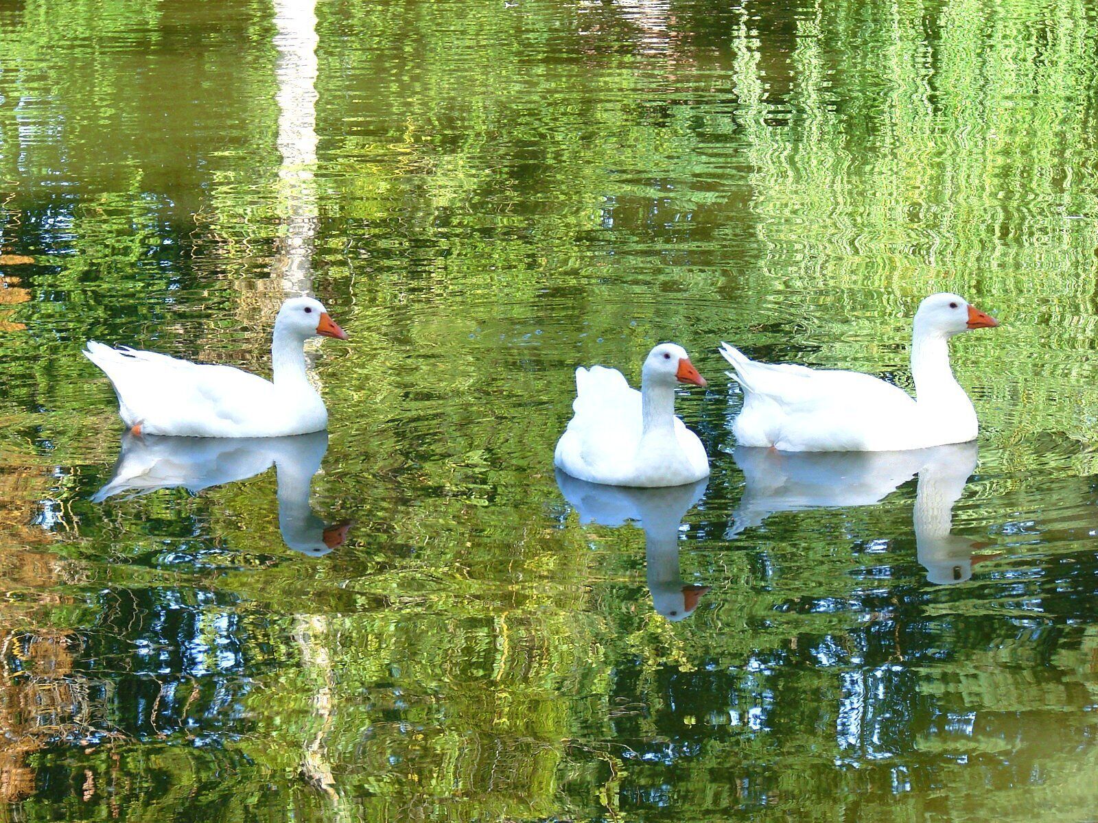 Four white geese swimming in a pond with greenish water.