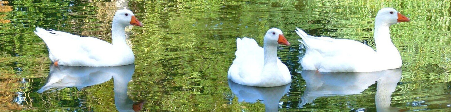 Four white geese swimming in a pond with greenish water.