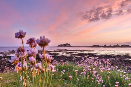 Un paysage côtier avec des fleurs violettes au premier plan et une île lointaine sur laquelle se trouve une construction.