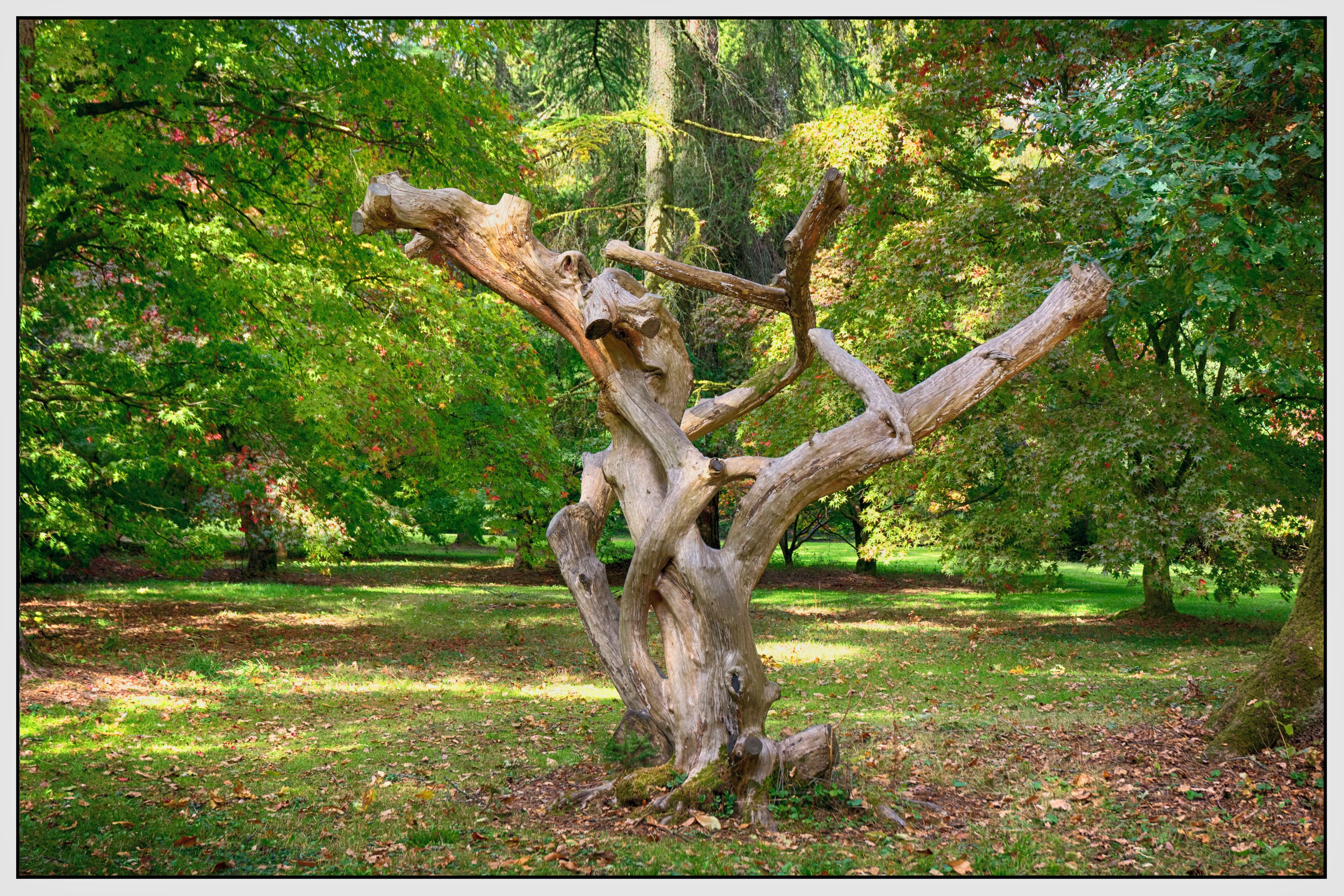 The climbing tree ... the kids loved it 😊