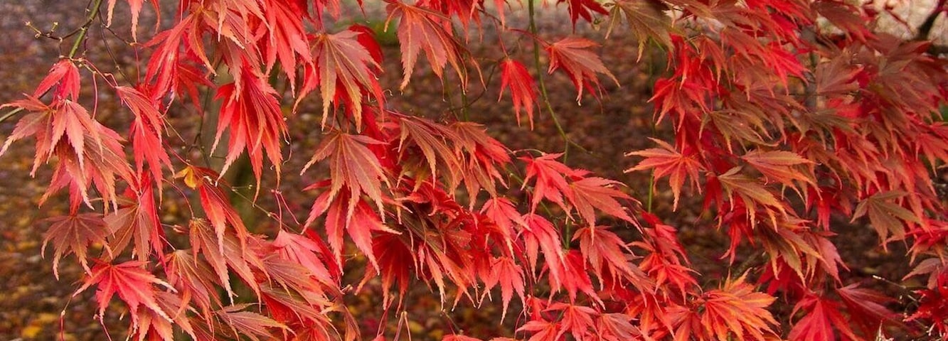 Autumn at Westonbirt #Red