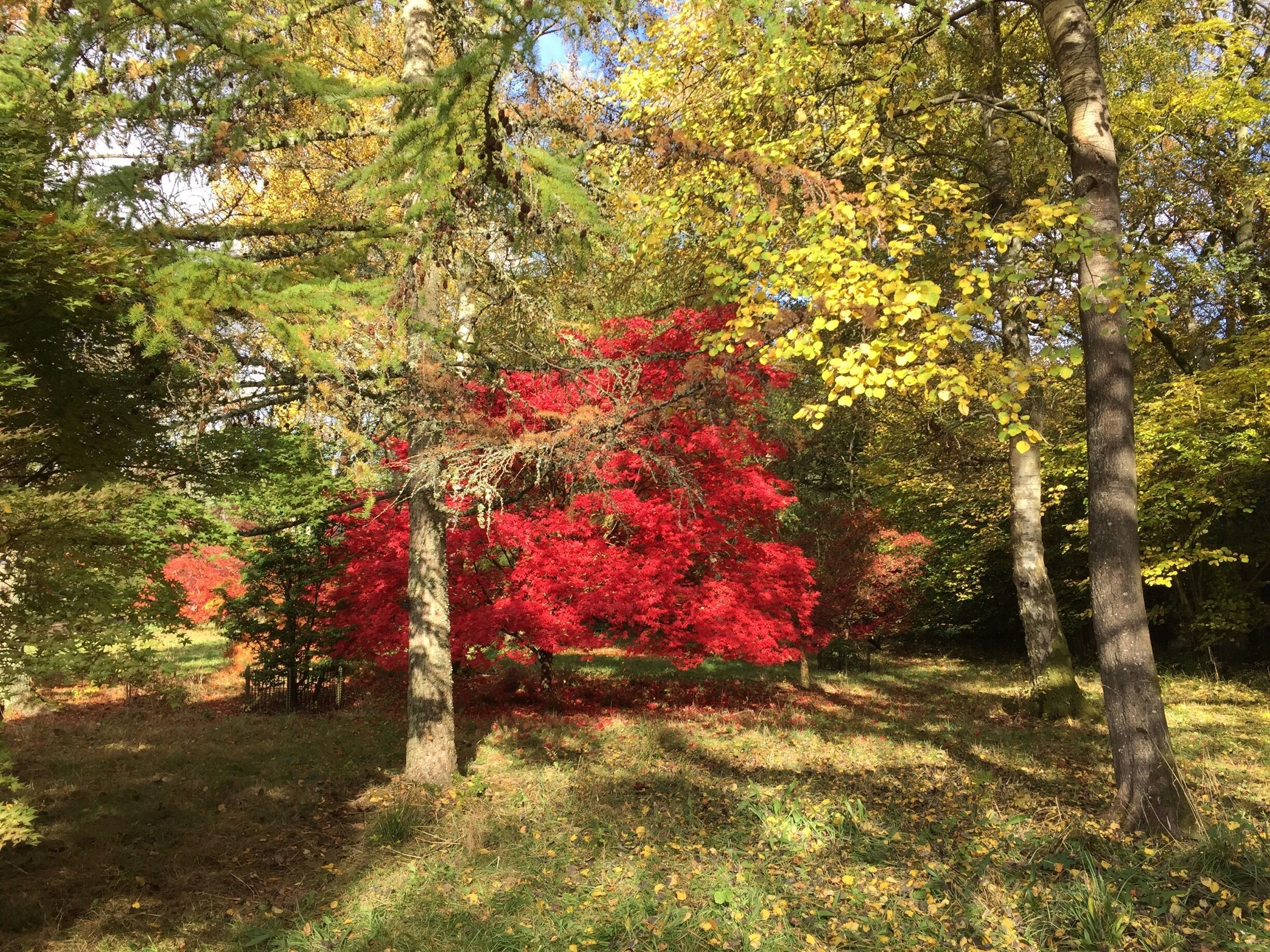 October was a glorious month in Westonbirt. 