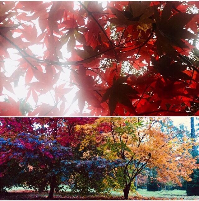 Even though it is a bit early, the trees were looking great today: always best to get in early before the grounds are swamped with photographers !