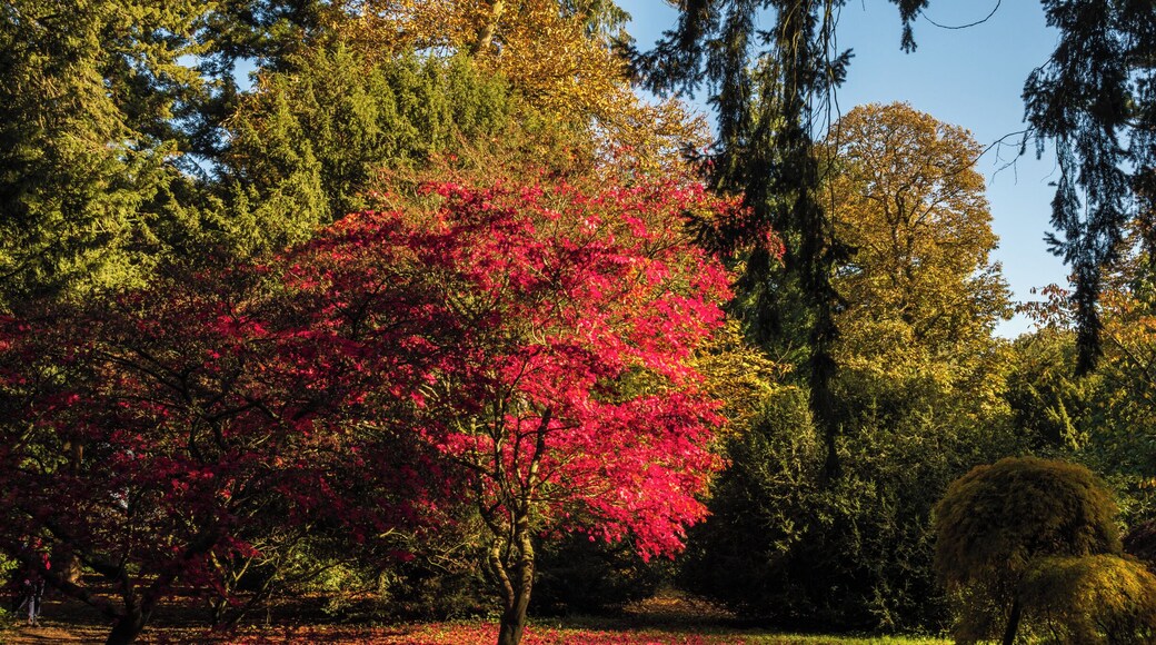 We took a trip to #westonbirtarboretum to take a look at the amazing autumn colour