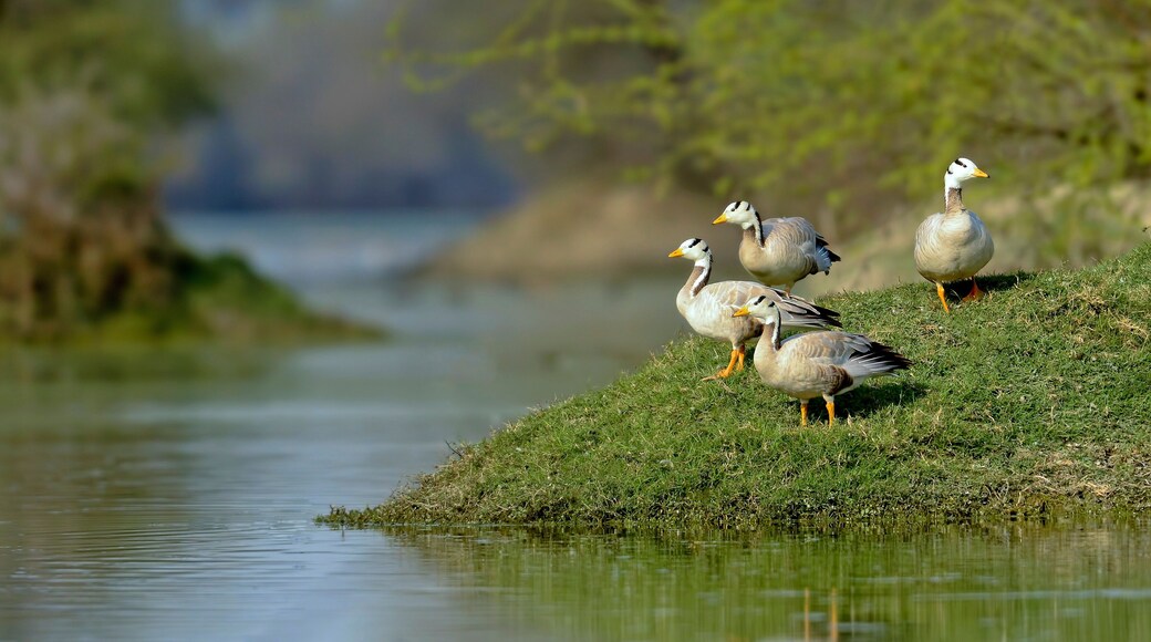 ํ๋ฐ๋ ์ผ๋ 