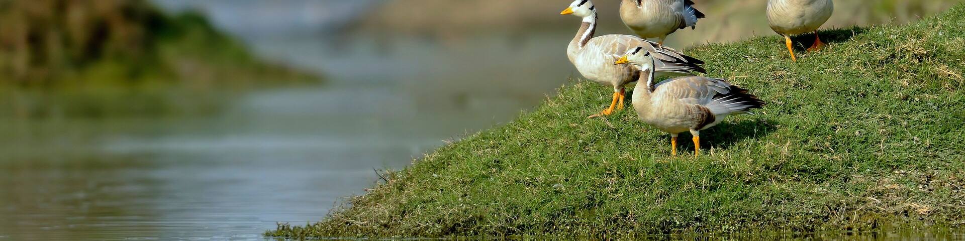 Bar-headed geese, Anser indicus, Bharatpur, Rajasthan, India