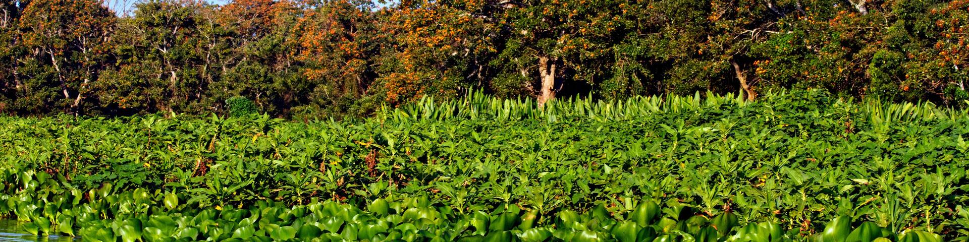 Arvores e vegetacao, Rio Paraguai, Pantanal. Caceres. Mato Grosso.