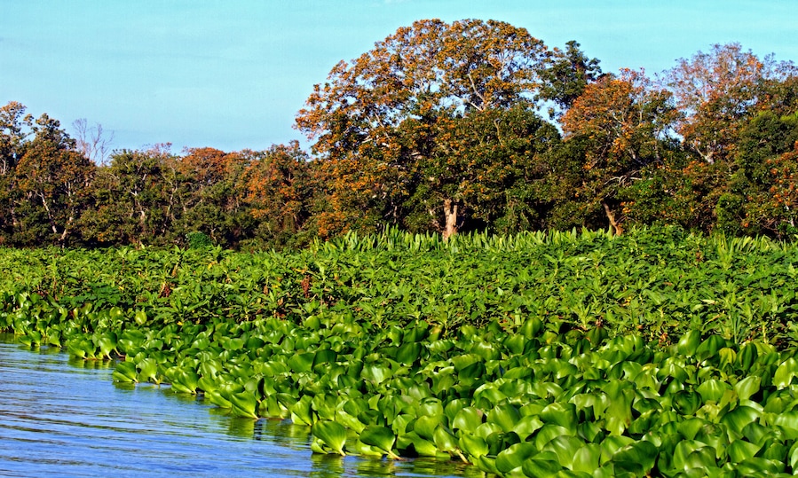 Arvores e vegetacao, Rio Paraguai, Pantanal. Caceres. Mato Grosso.
