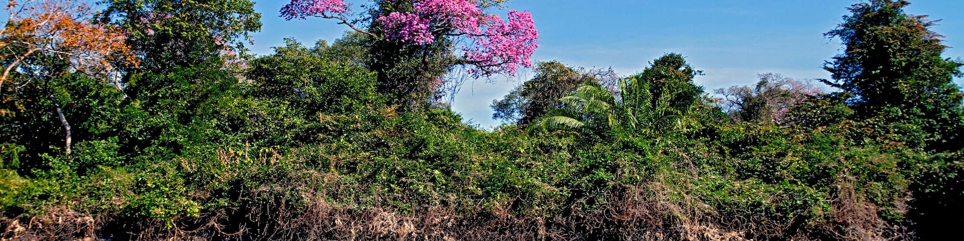 Arvores na margem do Rio Paraguai no Pantanal. Caceres. Mato Grosso.