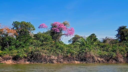 Arvores na margem do Rio Paraguai no Pantanal. Caceres. Mato Grosso.