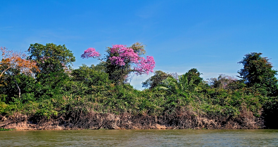 Arvores na margem do Rio Paraguai no Pantanal. Caceres. Mato Grosso.