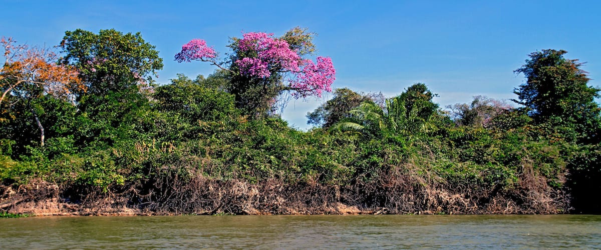 A riverbank with dense greenery and pink flowering trees.