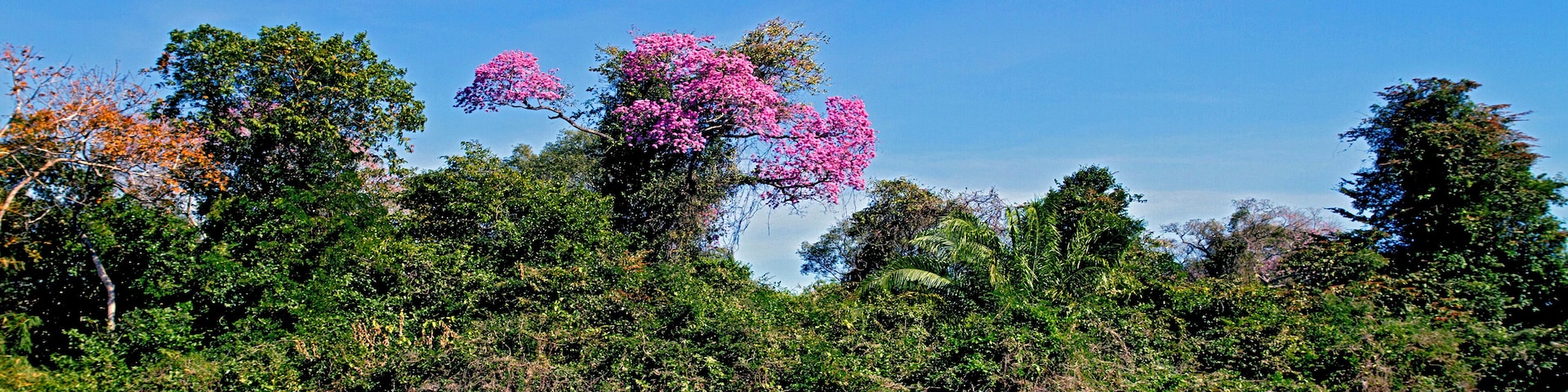 A riverbank with dense greenery and pink flowering trees.