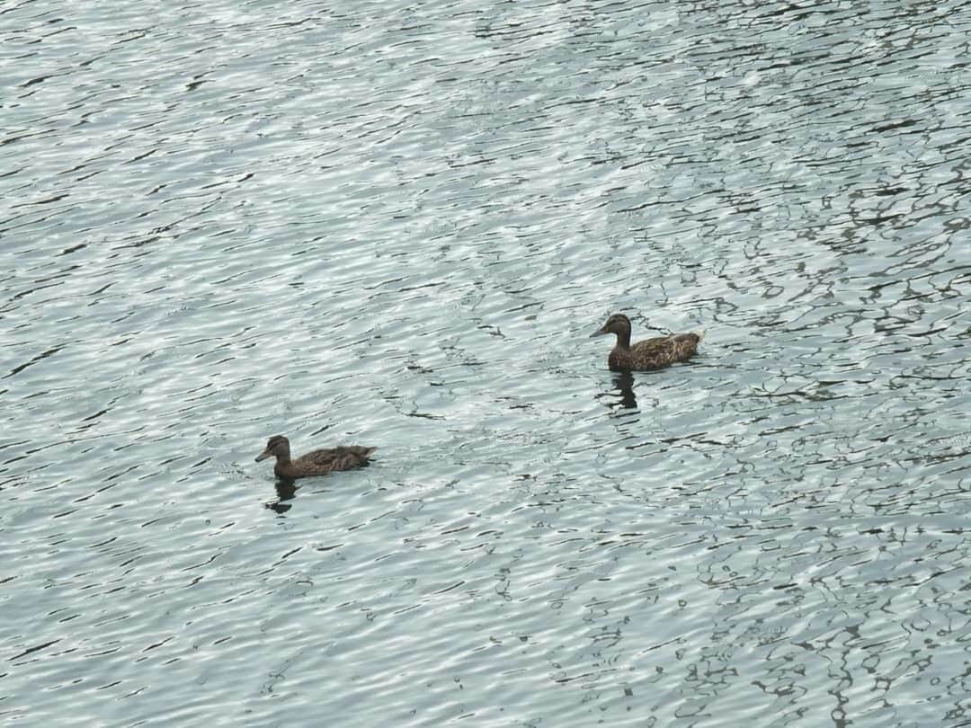 Follow 😉😏🦆

#nature #view #duck #follow #wild #fujixs1 #fujifilmxpro2 #fujifilm_street #travel #trip #sea #lake #animal #cute 