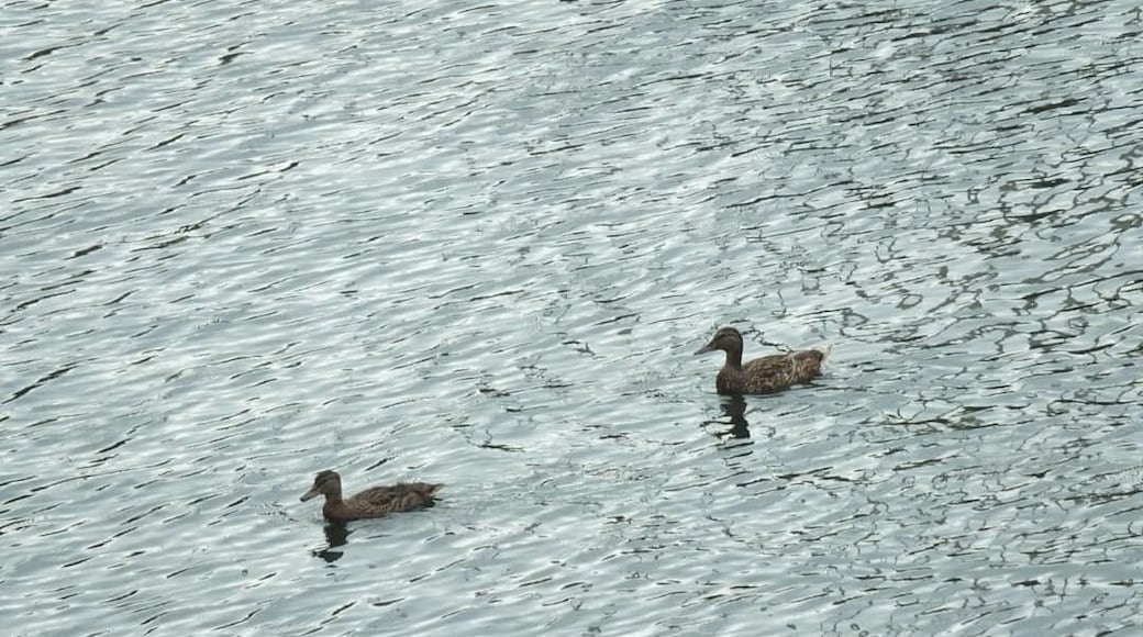 Follow 😉😏🦆
#nature #view #duck #follow #wild #fujixs1 #fujifilmxpro2 #fujifilm_street #travel #trip #sea #lake #animal #cute