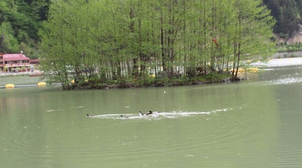 Uzungöl, Çaykara, Trabzon ,Turkey
#SpringFun