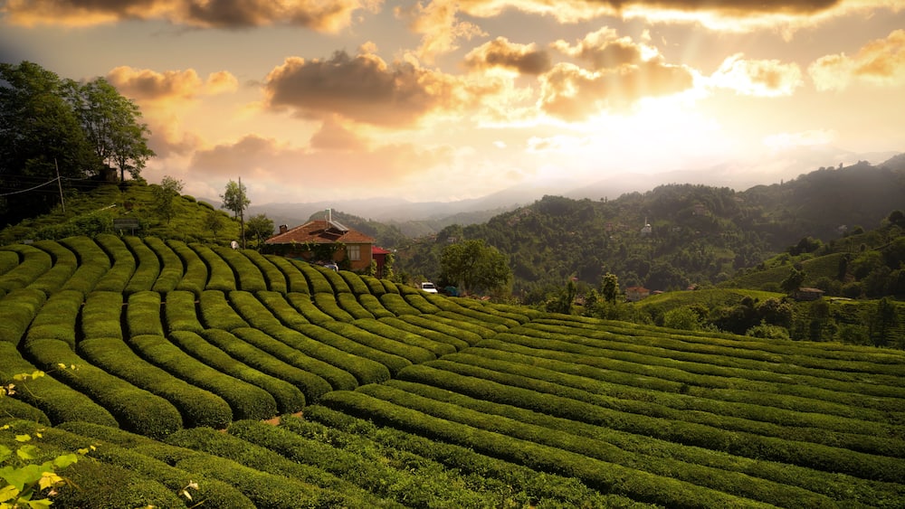 Tea field in Haremtepe or Ceceva Village at sunrise time. Rize tea plantations. Traditional tea gardens of Çayeli district of Rize city. Turkey