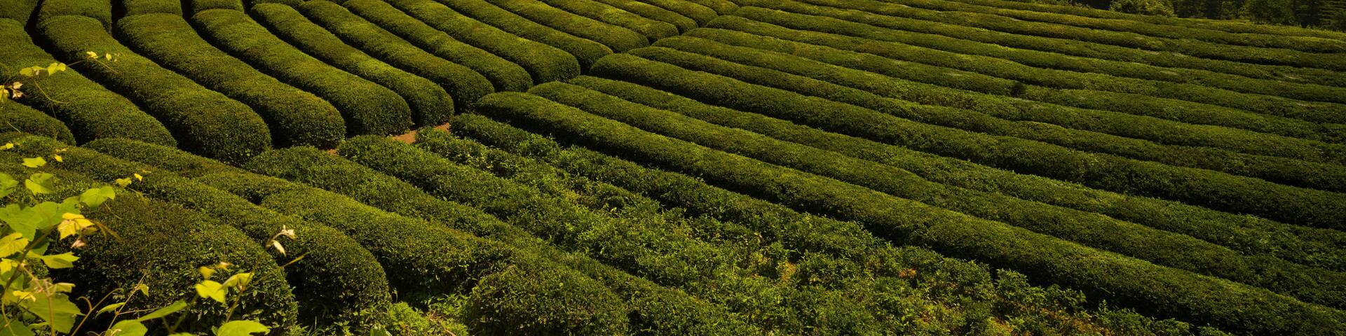 Tea field in Haremtepe or Ceceva Village at sunrise time. Rize tea plantations. Traditional tea gardens of Çayeli district of Rize city. Turkey
