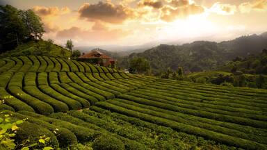 Tea field in Haremtepe or Ceceva Village at sunrise time. Rize tea plantations. Traditional tea gardens of Çayeli district of Rize city. Turkey