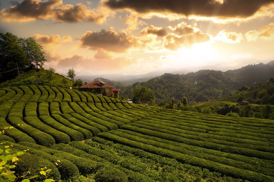 Tea field in Haremtepe or Ceceva Village at sunrise time. Rize tea plantations. Traditional tea gardens of Çayeli district of Rize city. Turkey