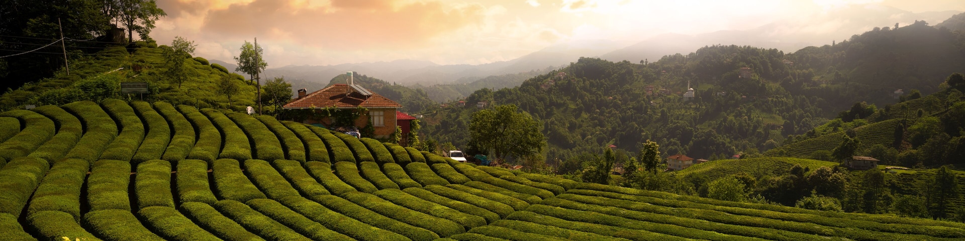 Tea field in Haremtepe or Ceceva Village at sunrise time. Rize tea plantations. Traditional tea gardens of Çayeli district of Rize city. Turkey