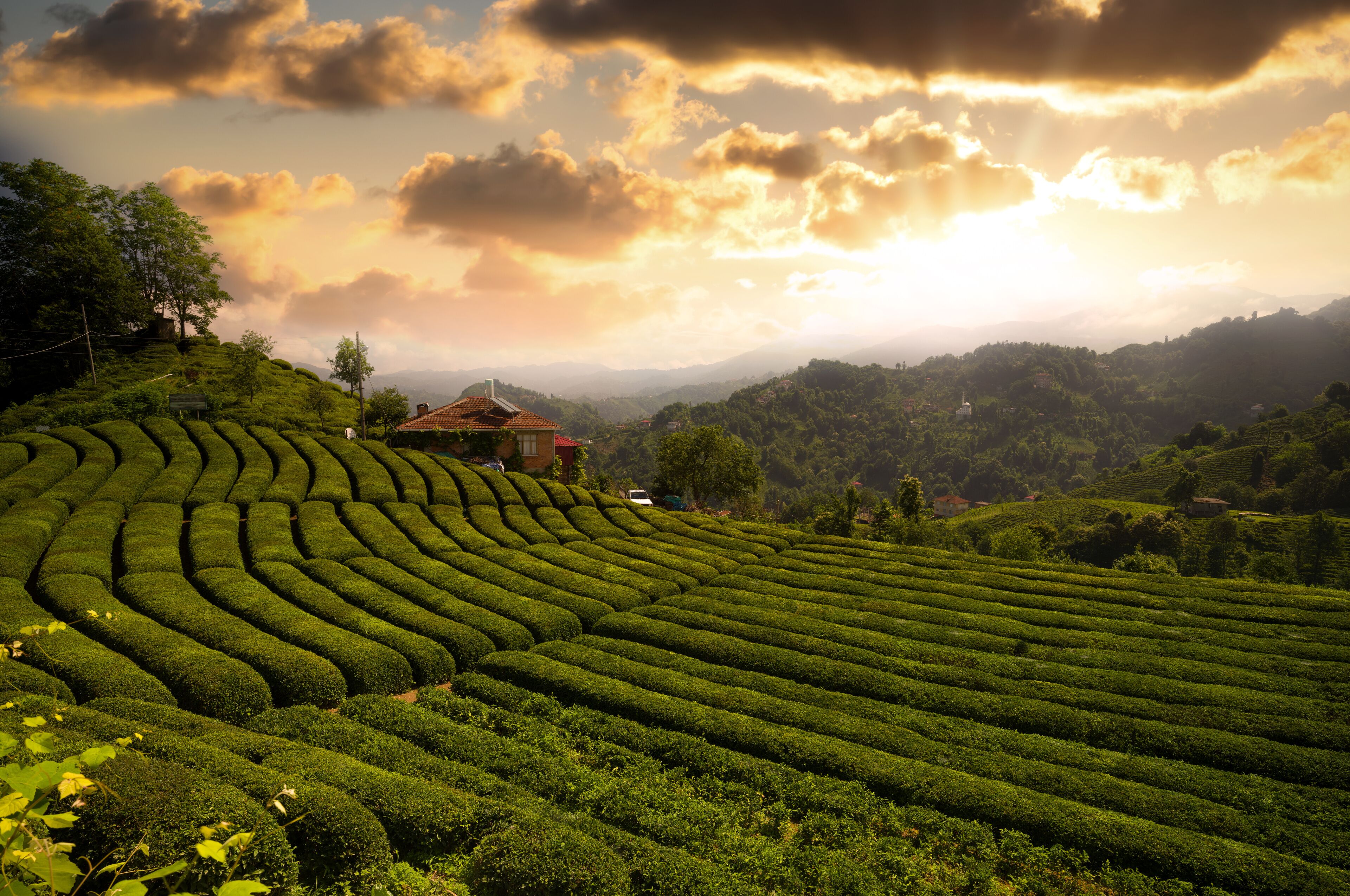 Terraced tea plantations, a small house, and rolling hills under a partly cloudy sky.