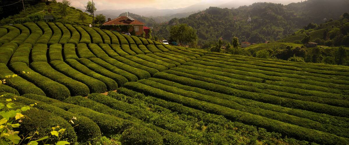 Terraced tea plantations, a small house, and rolling hills under a partly cloudy sky.