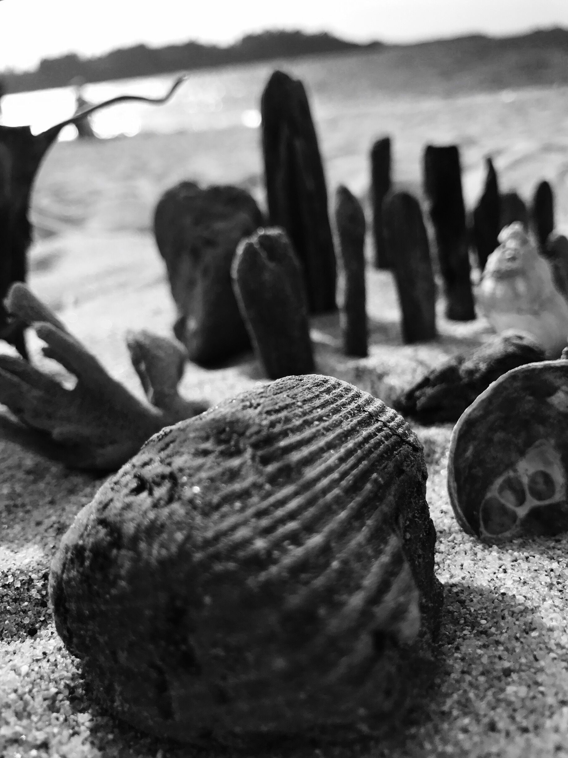 Old Wood and amazing sculptures on the sand...