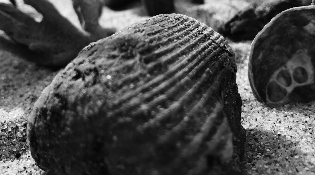 Old Wood and amazing sculptures on the sand...