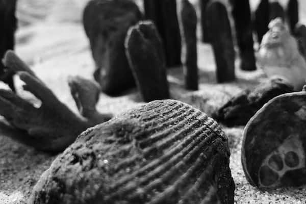 Old Wood and amazing sculptures on the sand...